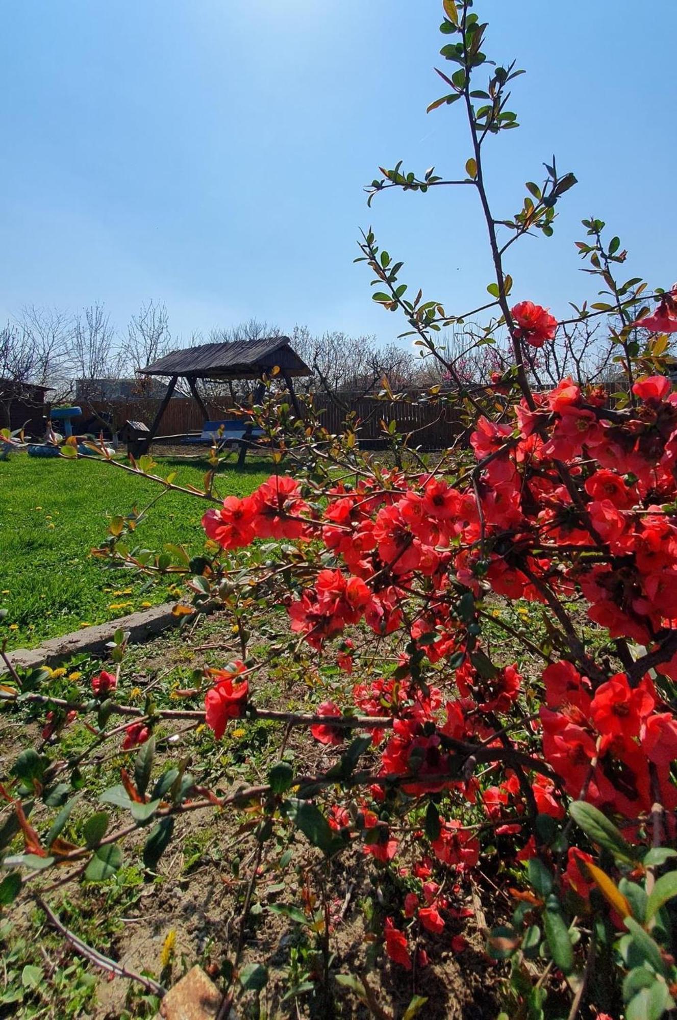 Casa Marcone Guest House Partizanii ภายนอก รูปภาพ